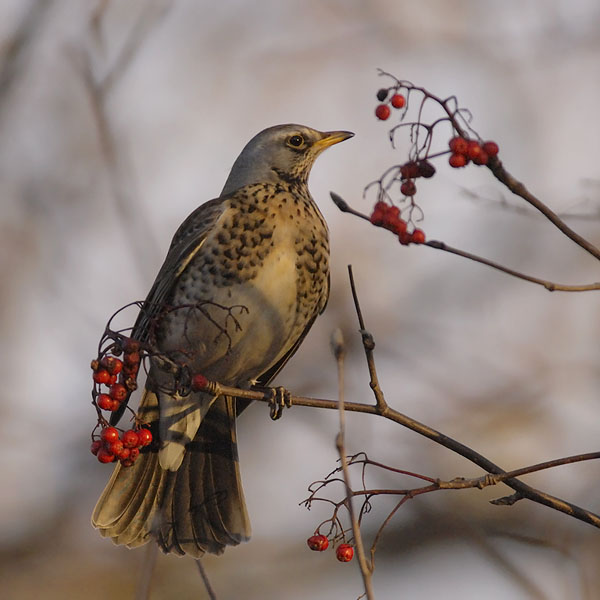 Räkättirastas, Fieldfare, Turdus pilaris